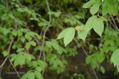 Euonymus fimbriatus